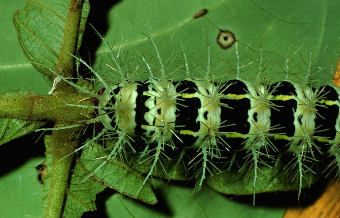 Fig.8 Larva, <i>Molippa </i> tusinaICHG02, Saturniidae, último estadío, se alimenta <i>Inga oerstediana</i>, (Fabaceae), dorsal trasero. Voucher: 01-SRNP-2029-DHJ60709.jpg. 