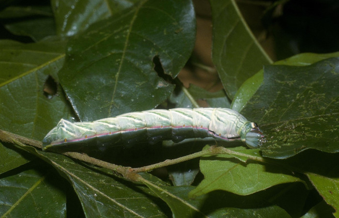 Fig. 10. Larva de <i>Strophocerus</i> albonotatusICG01 (Notodontidae), alimentándose de <i>Hirtella triandra</i> (Chrysobalanaceae). Voucher: 04-SRNP-3836-DHJ86140.jpeg