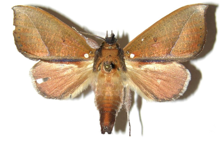 Fig. 25. Hembra de <i>Strophocerus</i> albonotatusICG01 (Notodontidae), muy similar al macho presenta un abdomen mucho mas robusto que el de los machos. Voucher: 05-SRNP-2382-DHJ311404.jpeg