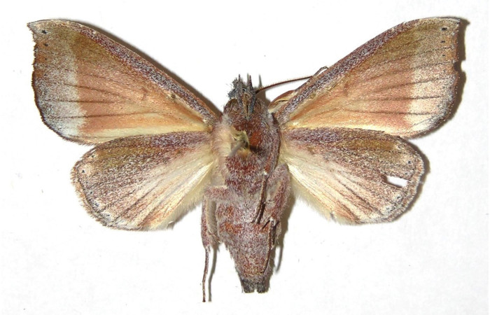 Fig. 26. Hembra de <i>Strophocerus</i> albonotatusICG01 (Notodontidae), muy similar al macho presenta un abdomen mucho mas robusto que el de los machos. Voucher: 05-SRNP-2382-DHJ311405.jpeg