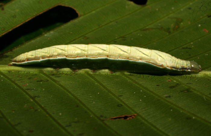Fig. 8. Larva de <i>Strophocerus sericeus</i> (Notodontidae), alimentándose de <i>Cespedesia spathulata</i> (Ochnaceae). Voucher: 10-SRNP-32033-DHJ477090.jpg