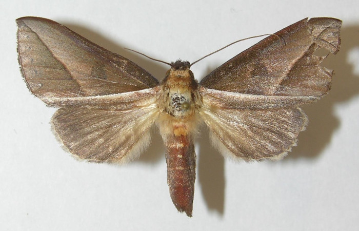 Fig. 9. Adulto de <i>Strophocerus sericeus</i> (Notodontidae), coloración grisaceae apta para evitar reflejos de luz durante su vuelo nocturno. Voucher: 10-SRNP-32033-DHJ540218