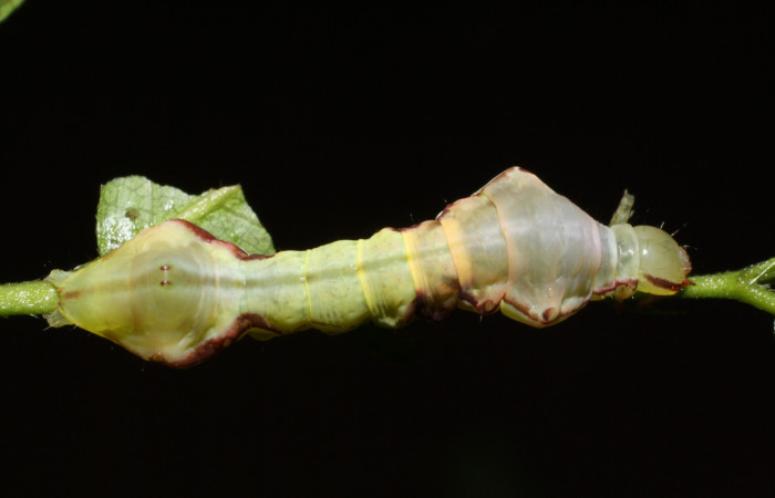 Fig. 4. Larva de <i>Strophocerus thermesius</i> (Notodontidae), alimentándose de <i>Hirtella racemosa</i> (Chrysobalanaceae). Voucher: 13-SRNP-21446-DHJ493679.jpg