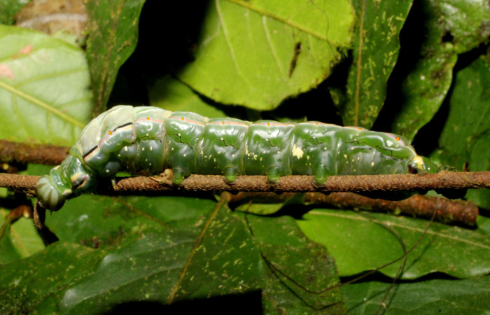 Fig. 12. Larva de <i>Strophocerus</i> albonotatusICG01 (Notodontidae), alimentándose de <i>Hirtella triandra</i> (Chrysobalanaceae), área ventral verde con líneas negras y manchas amarillas difuminado. Voucher: 24-SRNP-66282-DHJ791872.JPG