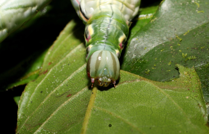 Fig. 13. Detalle cabeza frontal con patrones en forma de ojos falsos de <i>Strophocerus</i> albonotatusICG01 (Notodontidae). Voucher: 24-SRNP-66282-DHJ791880.JPG
