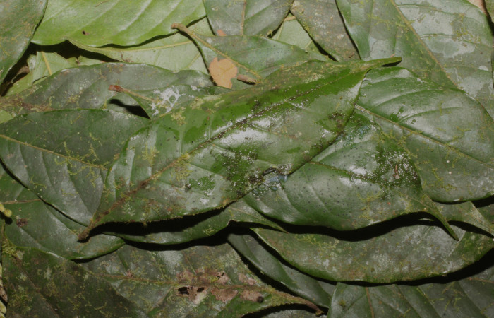 Fig. 18. Capullo de prepupa  <i>Strophocerus</i> albonotatusICG01 (Notodontidae), esta permanece oculta hasta eclosionar el adulto. Voucher: 24-SRNP-66282-DHJ791887.JPG