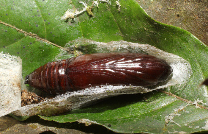 Fig. 22. Pupa vista ventral  de <i>Strophocerus</i> albonotatusICG01 (Notodontidae). Voucher: 24-SRNP-66282-DHJ791892.JPG  