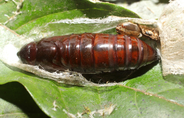 Fig. 22. Pupa vista dorsal  de <i>Strophocerus</i> albonotatusICG01 (Notodontidae). Voucher:24-SRNP-66282-DHJ791924.JPG  