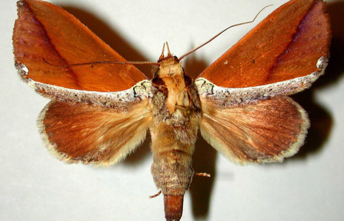 Fig. 3. Macho de <i>Strophocerus thermesia</i> (Notodontidae), ambos adultos no presentan dimorfismo sexual, los adultos de esta especie son identica a <i>Strophocerus thermesius</i>. Voucher: 94-SRNP-5330-DHJ32686