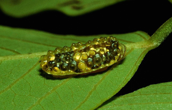  Larva en posición lateral de <i>Dalcerides alba</i> (Dalceridae), U estadio. Sector Santa Rosa, Cafetal. Voucher 92-SRNP-3711-DHJ16227.jpg.
