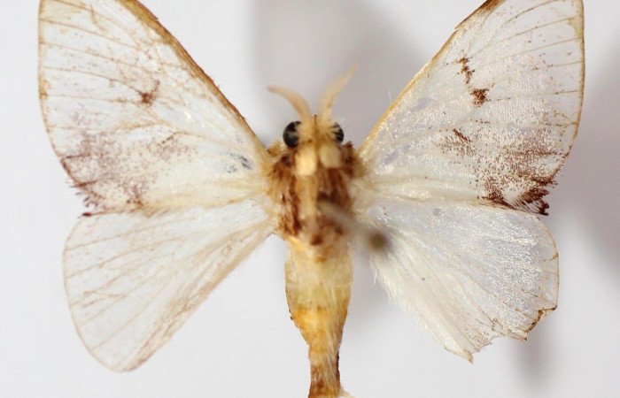  Adulto en posición dorsal de <i>Dalcerides</i> albaDHJ02 (Dalceridae). Sector Pitilla, Calma. Voucher 13-SRNP-71853-DHJ590212.
