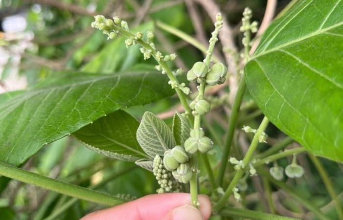  Frutos de <i>Hieronyma alchorneoides</i> (Phyllantaceae). Planta hospedera de <i>Dalcerides alba</i>(Dalceridae). Foto tomada de PlantNet. Área vede Conservación Guanacaste, Costa Rica.