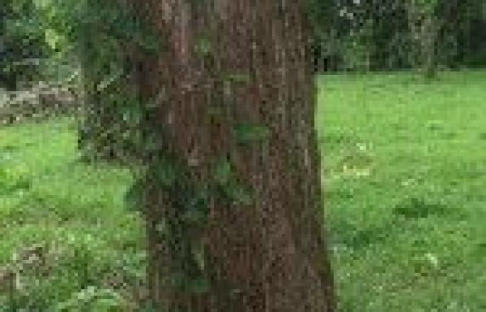  Corteza de <i>Hieronyma alchorneoides</i> (Phyllantaceae). Planta hospedera de <i>Dalcerides alba</i>(Dalceridae). Foto tomada de PlantNet. Área vede Conservación Guanacaste, Costa Rica.