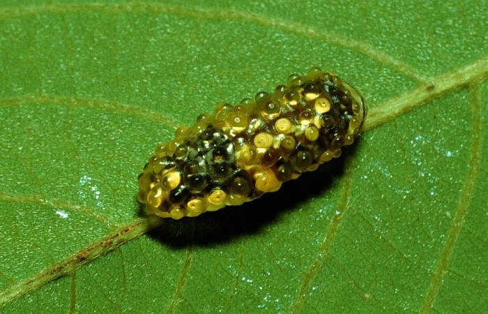  Larva en posición dorsal de <i>Dalcerides alba</i> (Dalceridae), U estadio. Sector Santa Rosa, Cafetal. Voucher 92-SRNP-3711-DHJ16231.jpg.
