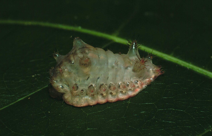  Larva en posición lateral de <i>Parasa Viridogrisea</i> (Limacodidae), U estadio. Sector Santa Rosa Bosque San Emilio. Voucher 87-SRNP-1133-DHJ10258.jpg.
