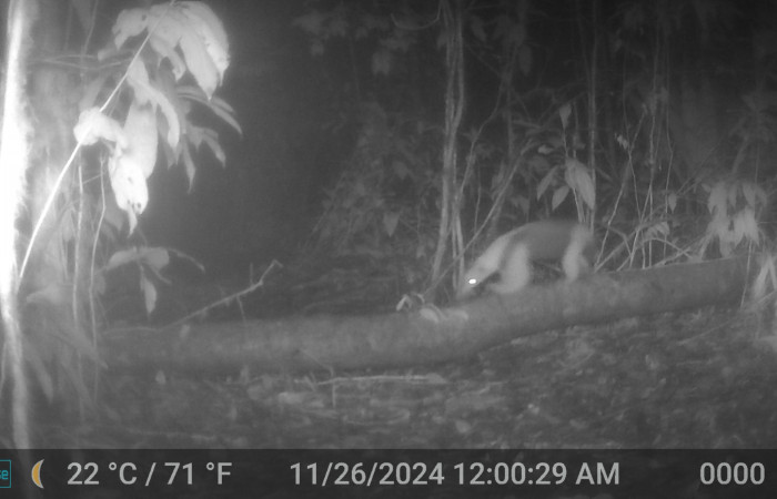 Figura. 1. Oso hormiguero, <i>Tamandua mexicana</i> (Myrmecophagidae), foto: ACG.