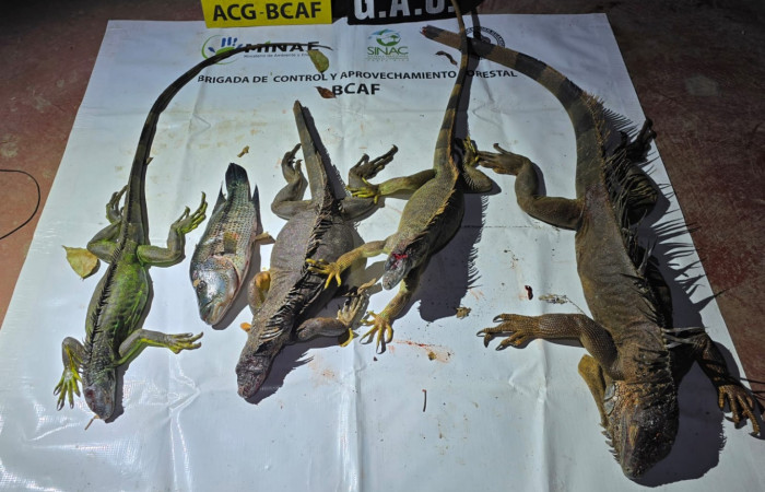 5 de febrero 2026  Río Sábalo, La Cruz Guanacaste  Foto: Brigada de Control y Aprovechamiento Forestal (BCAF.PSA)