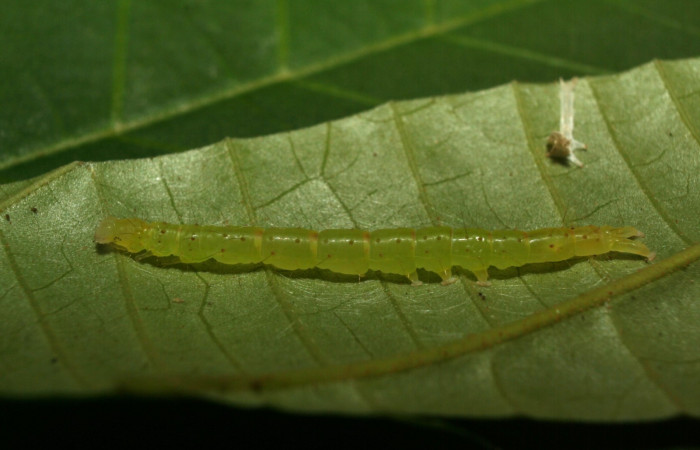 Fig.1 Larva <i>Antiblemma phoenicopyra</i>  en último estadío mostrando la parte lateral. Voucher: 12-SRNP-70521-DHJ495021.jpg