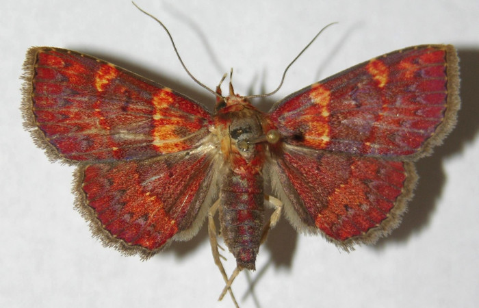 Fig.7  Larva <i>Antiblemma ceras</i> en último estadío mostrando parte dorsal comparación entre especies . Voucher: 11-SRNP-31898-DHJ494585.jpg