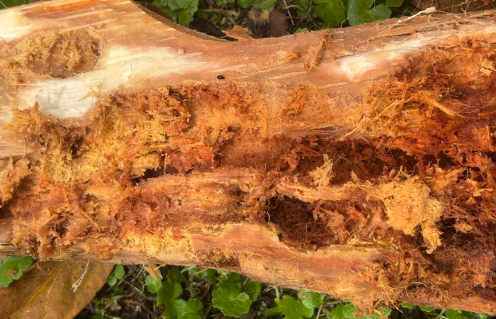 Figura 5. Tallo de <i>Cocos nucifera</i> (Arecaceae), tunéeles hecho por la larva de <i>Rhynchophorus palmarum</i> (Curculionidae), Estación Biológica San Gerardo. Foto. Gloria Sihezar 7 enero 2026.