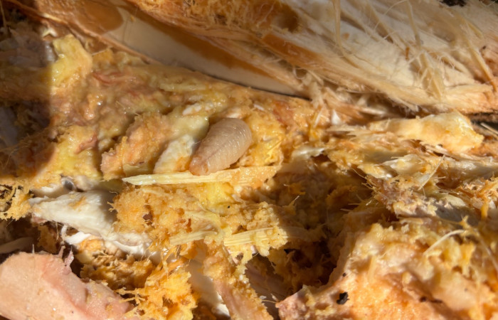 Figura 4. Video de larva de <i>Rhynchophorus palmarum</i> (Curculionidae), último estadio, Estación Biológica San Gerardo. Foto. Gloria Sihezar 7 enero 2026.