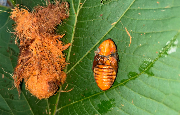 Figura 9. Pupa de <i>Rhynchophorus palmarum</i> (Curculionidae), vista dorsal Estación Biológica San Gerardo. Foto. Gloria Sihezar 7 enero 2026.