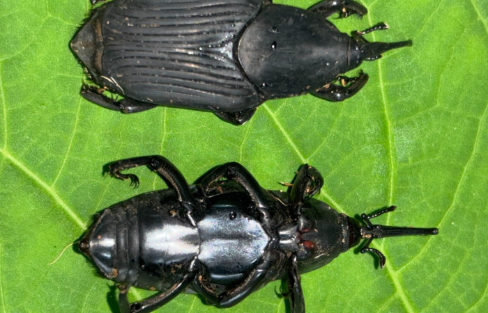 Figura 10. Adulto de <i>Rhynchophorus palmarum</i> (Curculionidae), vista dorsal y ventral. Estación Bioleogica San Gerardo. Foto. Gloria Sihezar 7 enero 2026.