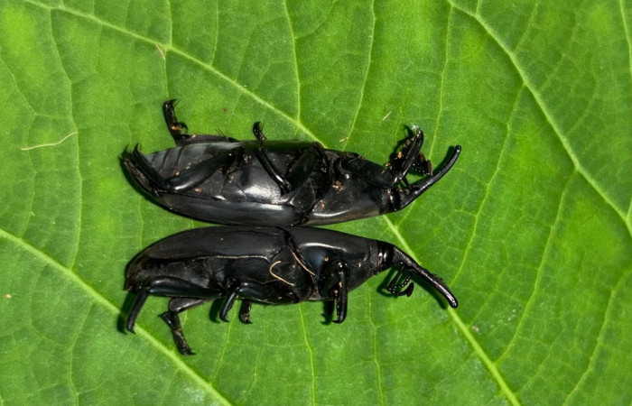 Figura 11. Adulto de <i>Rhynchophorus palmarum</i> (Curculionidae), vista lateral. Estación Bioleogica San Gerardo. Foto. Gloria Sihezar 7 enero 2026.