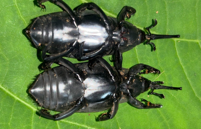 Figura 12. Adulto de <i>Rhynchophorus palmarum</i> (Curculionidae), vista ventral. Estación Biológica San Gerardo. Foto. Gloria Sihezar 7 enero 2026.