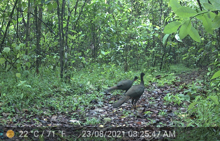 Figura. 1. Pava crestada, <i>Penelope purpurascens</i> (Cracidae), foto: ACG.