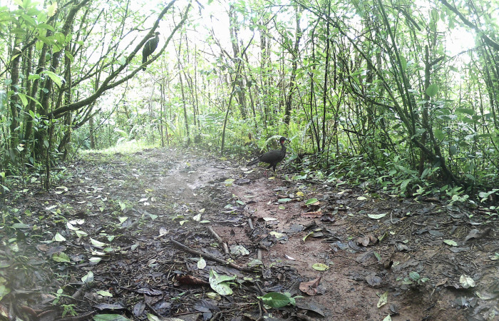 Figura. 3. Pava crestada, <i>Penelope purpurascens</i> (Cracidae), foto: ACG.