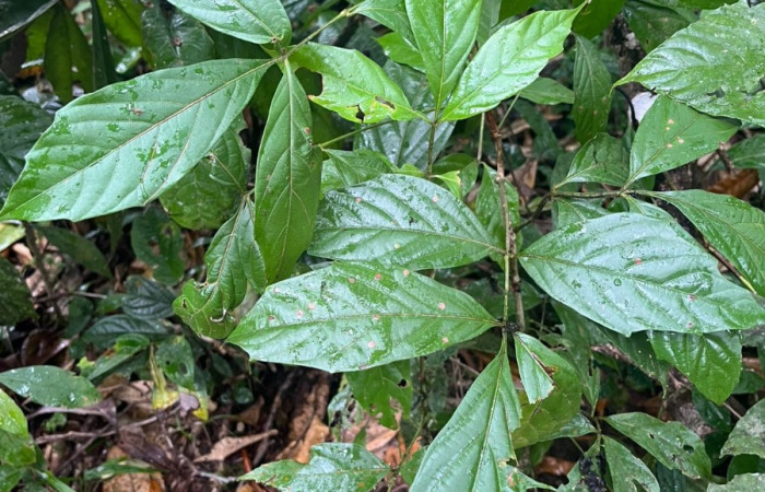 Figura 13. <i>Paullinia costaricensis</i>, (Sapindaceae), hospedera de <i>Epiphile adrasta</i>, (Nymphalidae).