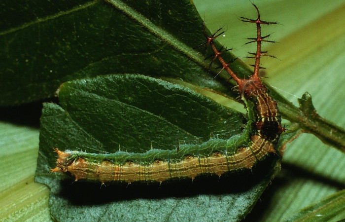 Figura 1. Dorsal entero <i>Epiphile adrasta</i>, (Nymphalidae), en la planta <i>Paullinia costaricensis</i> (Sapindaceae). Sector Cacao, Sendero Ponderosa, (elevación 1060 metros). Colectada 26 abril 2003. (03-SRNP-4008-DHJ72971.jpg).