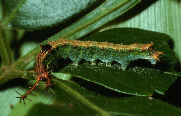 Figura 2. Lateral entero <i>Epiphile adrasta</i>, (Nymphalidae), en la planta <i>Paullinia costaricensis</i> (Sapindaceae). Sector Cacao, Sendero Ponderosa, (elevación 1060 metros). Colectada 26 abril 2003. (03-SRNP-4008-DHJ72972.jpg).