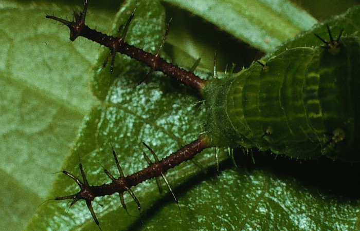 Figura 6.Cabeza <i>Epiphile adrasta</i>, (Nymphalidae), en la planta <i>Paullinia costaricensis</i> (Sapindaceae). Sector Cacao, Sendero Ponderosa, (elevación 1060 metros). Colectada 26 abril 2003. (03-SRNP-4007-DHJ72953.jpg).