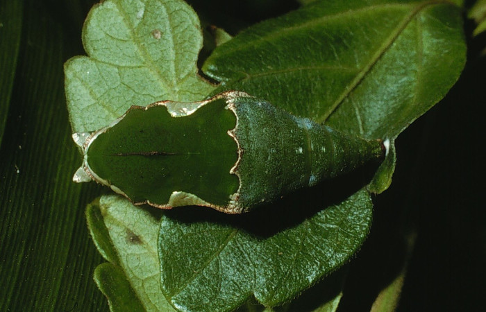 Figura 9. Pupa Dorsal entero <i>Epiphile adrasta</i>, (Nymphalidae). Sector Cacao, Sendero Ponderosa, (elevación 1060 metros). Colectada 26 abril 2003. (03-SRNP-4008-DHJ72979.jpg).