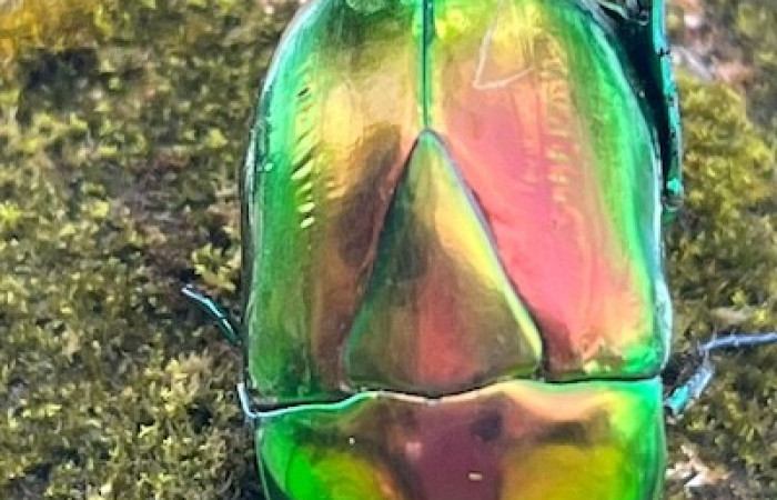 Figura. 5 Dorsal entero <i>Macraspis chrysis</i>, (Scarabaeidae). Area de Conservación Guanacaste. (elevación 566 metros), observada el 16 diciembre 2025. Foto. Jorge Hernández, parataxónomo, ACG.