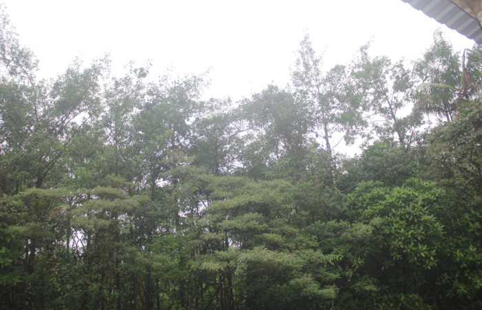 (Fig. 01) Habito de población de <i>Myrsine coriaceae</i>, alrededores de Estación Pitilla. Fotografía 19 Enero 2026. Calixto Moraga.