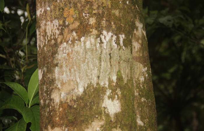 (Fig. 04) Fuste o tronco de <i>Myrsine coriaceae</i>, alrededores de Estación Pitilla. Fotografía 19 Enero 2026. Calixto Moraga.