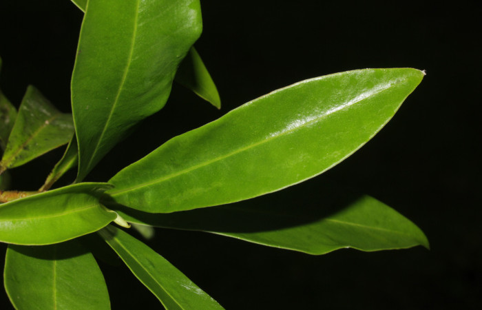 (Fig. 05) Hoja de <i>Myrsine coriaceae</i>, Estación Pitilla. Fotografía 19 Enero 2026. Calixto Moraga.