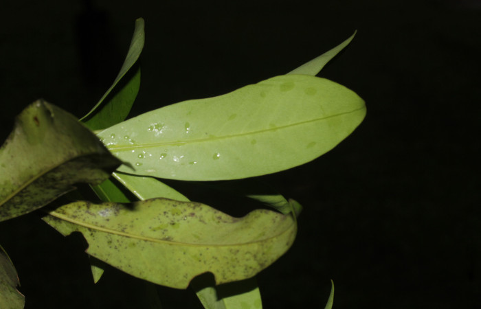 (Fig. 06) Hoja de <i>Myrsine coriaceae</i>, vista por el envés. Estación Pitilla. Fotografía 19 Enero 2026. Calixto Moraga.
