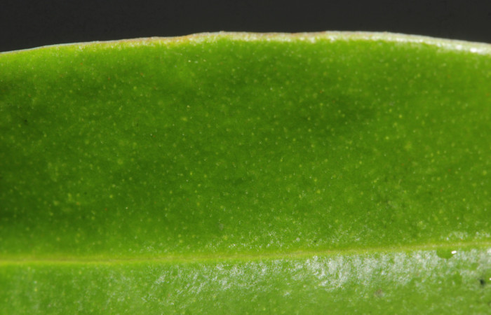 (Fig. 07) Hoja de <i>Myrsine coriaceae</i>, vista de cerca para mostrar puntos translucidos. Estación Pitilla. Fotografía 19 Enero 2026. Calixto Moraga.