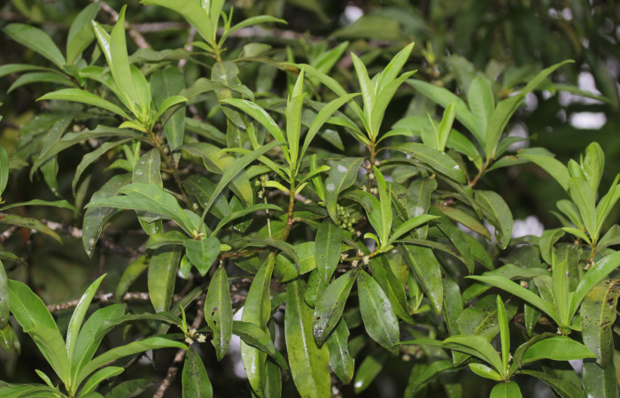 (Fig. 09) Rama de <i>Myrsine coriaceae</i>, en plena floración. Estación Pitilla. Fotografía 19 Enero 2026. Calixto Moraga.