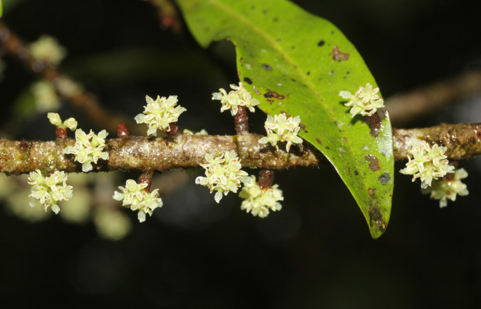(Fig. 10) Rama de <i>Myrsine coriaceae</i>, en plena floración. Estación Pitilla. Fotografía 19 Enero 2026. Calixto Moraga.