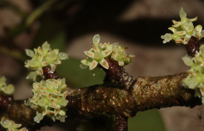 (Fig. 11) Flores de <i>Myrsine coriaceae</i>, nótese sus cinco pétalos, los cuales portan el pólen. Estación Pitilla. Fotografía 19 Enero 2026. Calixto Moraga.