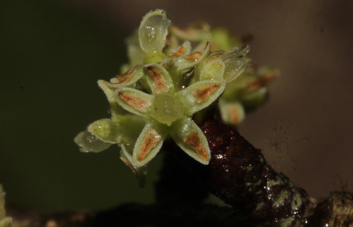 (Fig. 12) Detalle de flor de <i>Myrsine coriaceae</i>, nótese sus cinco pétalos, los cuales portan el polen, el área café. Estación Pitilla. Fotografía 19 Enero 2026. Calixto Moraga.