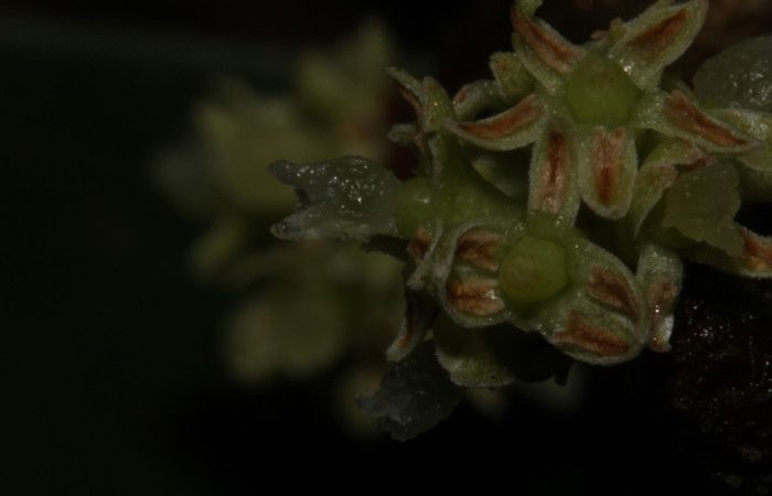 (Fig. 14) Detalle floral de <i>Myrsine coriaceae</i>, vista lateral. Estación Pitilla. Fotografía 19 Enero 2026. Calixto Moraga.