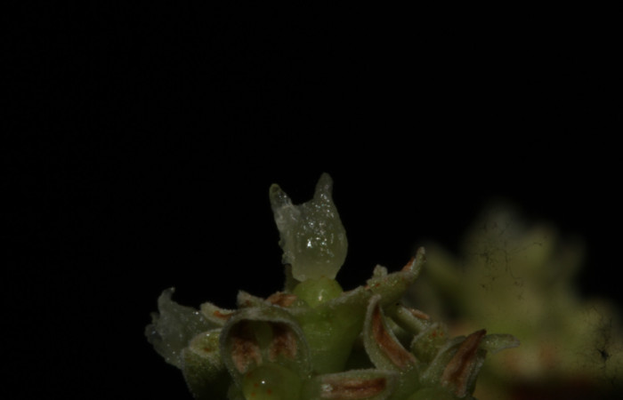 (Fig. 16) Detalle floral de <i>Myrsine coriaceae</i>, vista lateral del estigma con su extremo bífido. Estación Pitilla. Fotografía 19 Enero 2026. Calixto Moraga.