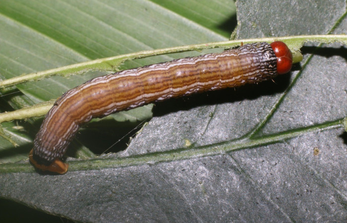  Larva en posición dorsal de <i>Himeromima aulis</i> (Geometridae), U estadio. Sector Pailas,PL12. Voucher 17-SRNP-55566-DHJ492631.jpg.