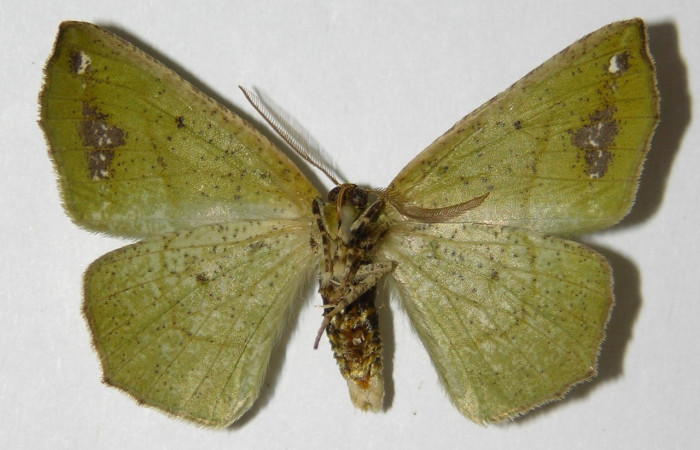  Adulto en posición ventral de <i>Himeromima aulis</i> (Geometridae). Sector Del Oro, Quebrada Trigal. Voucher 04-SRNP-26218-DHJ325355.